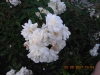 TN_DSCN0455.JPG
