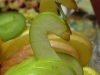 TN_P8010646.JPG