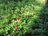 TN_agapova_na_sa9nah050.JPG